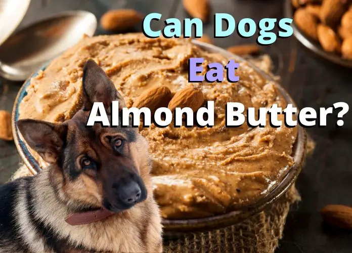 Can Dogs Eat Almond Butter