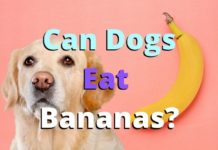 Can Dogs Eat Bananas