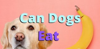 Can Dogs Eat Bananas