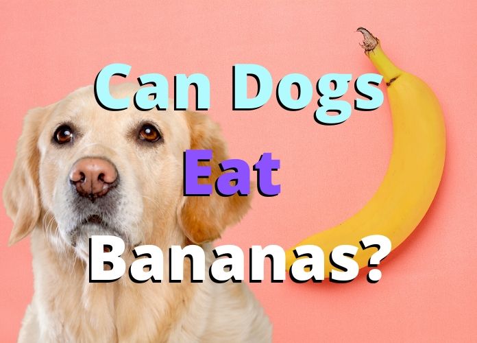 Can Dogs Eat Bananas