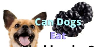 Can Dogs Eat Blackberries?