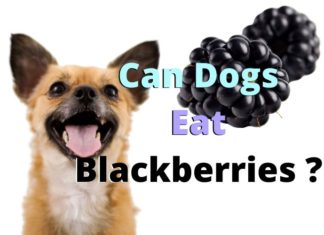 Can Dogs Eat Blackberries?