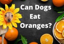 Can Dogs Eat Oranges