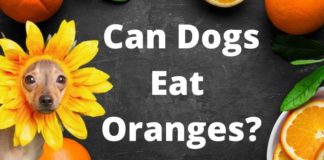 Can Dogs Eat Oranges