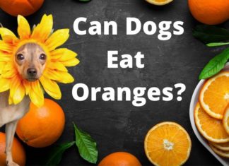 Can Dogs Eat Oranges