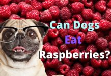 Can Dogs Eat Raspberries