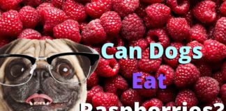 Can Dogs Eat Raspberries