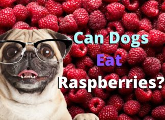 Can Dogs Eat Raspberries