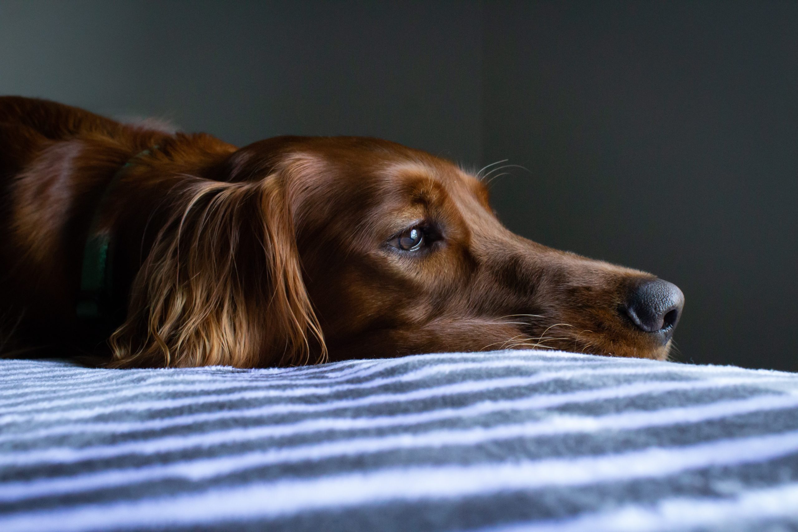 Dog upset after eating raspberries