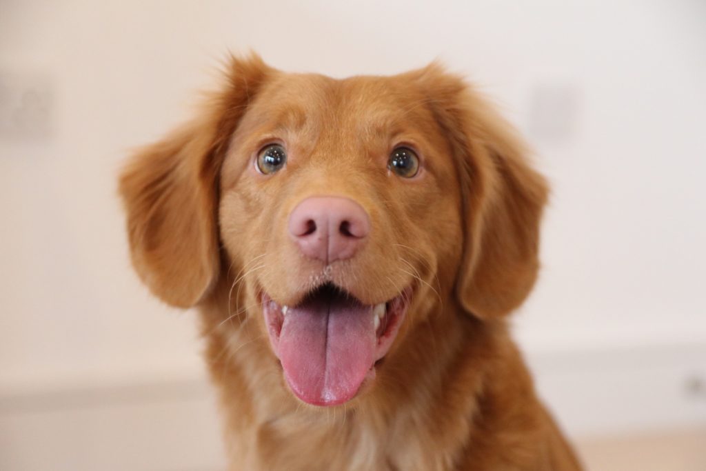 Dog waiting for banana