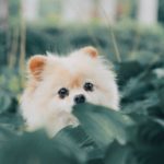 Teacup Pomeranian