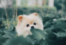 Teacup Pomeranian