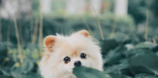 Teacup Pomeranian