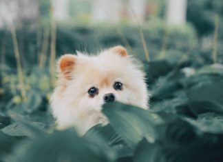 Teacup Pomeranian