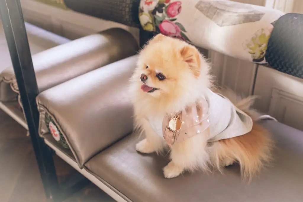 Teacup Pomeranian Dog Wearing A Dress