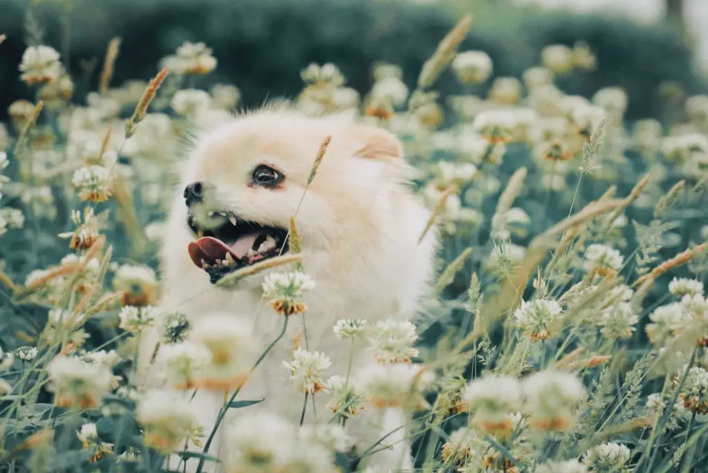 Teacup Pomeranian in field