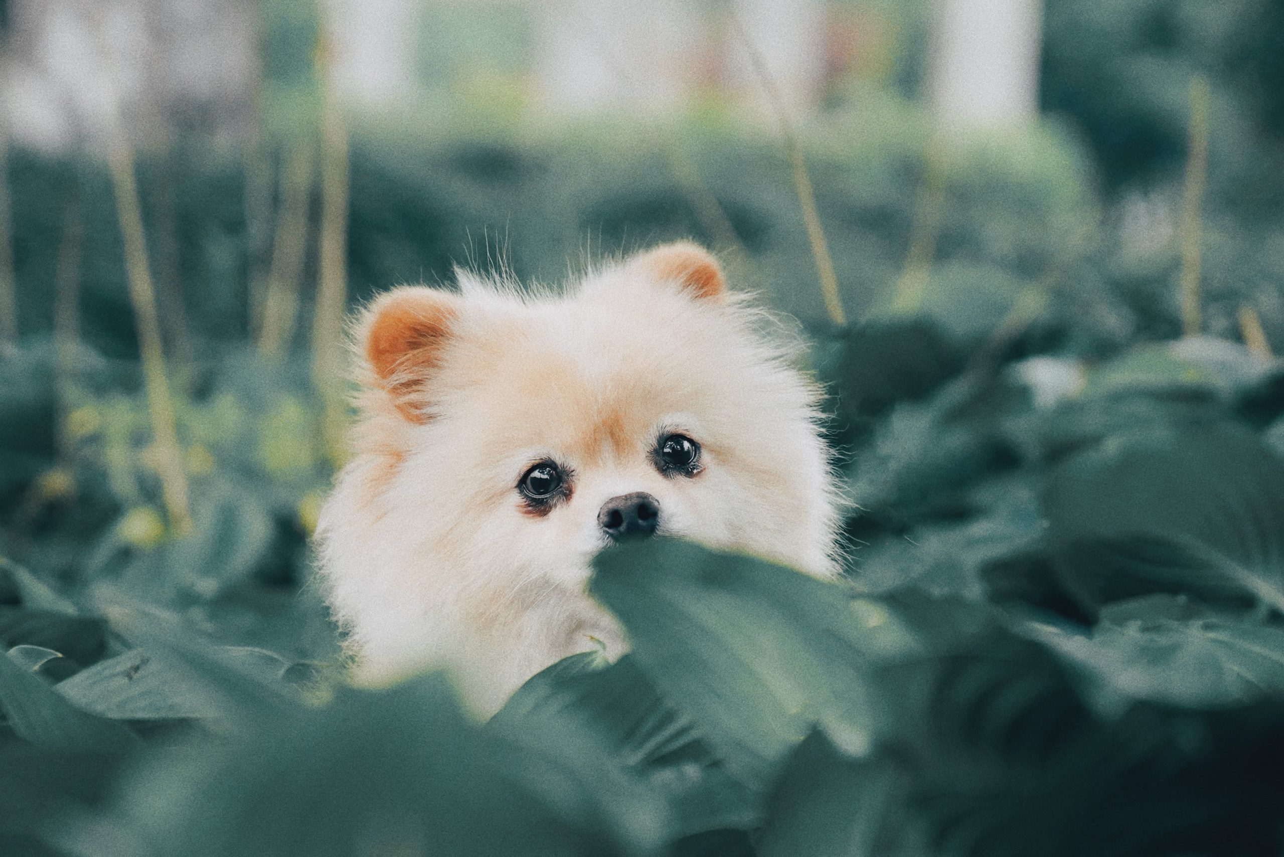 Teacup pomeranian hot sale hypoallergenic