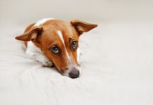Dog Pain Relief Home Remedy