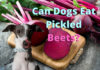 Can Dogs Eat Pickled Beets