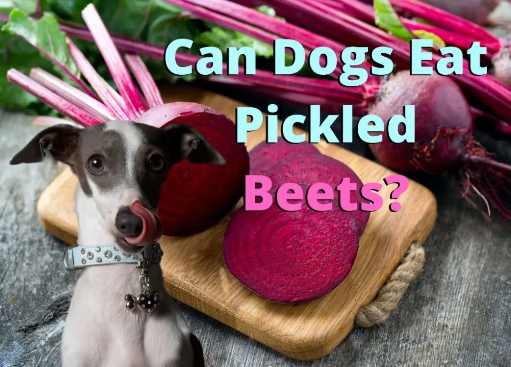 Can Dogs Eat Pickled Beets