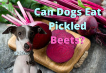 Can Dogs Eat Pickled Beets