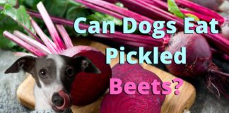 Can Dogs Eat Pickled Beets