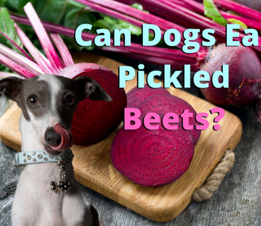 Can Dogs Eat Pickled Beets