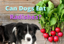 Can Dogs Eat Radishes