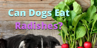 Can Dogs Eat Radishes