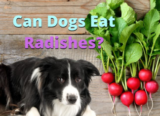 Can Dogs Eat Radishes