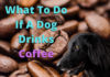 What To Do If A Dog Drinks Coffee