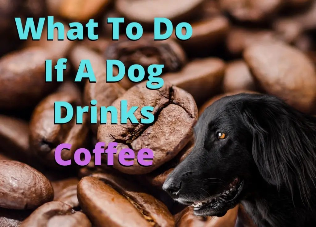 What To Do If A Dog Drinks Coffee