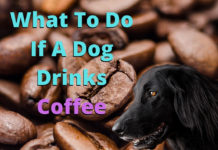 What To Do If A Dog Drinks Coffee