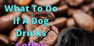 What To Do If A Dog Drinks Coffee