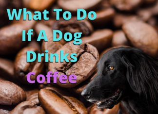 What To Do If A Dog Drinks Coffee