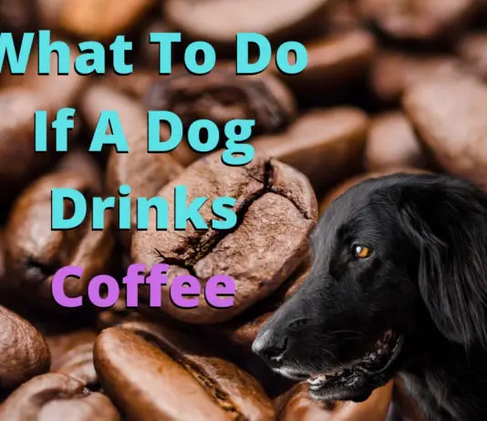 What To Do If A Dog Drinks Coffee